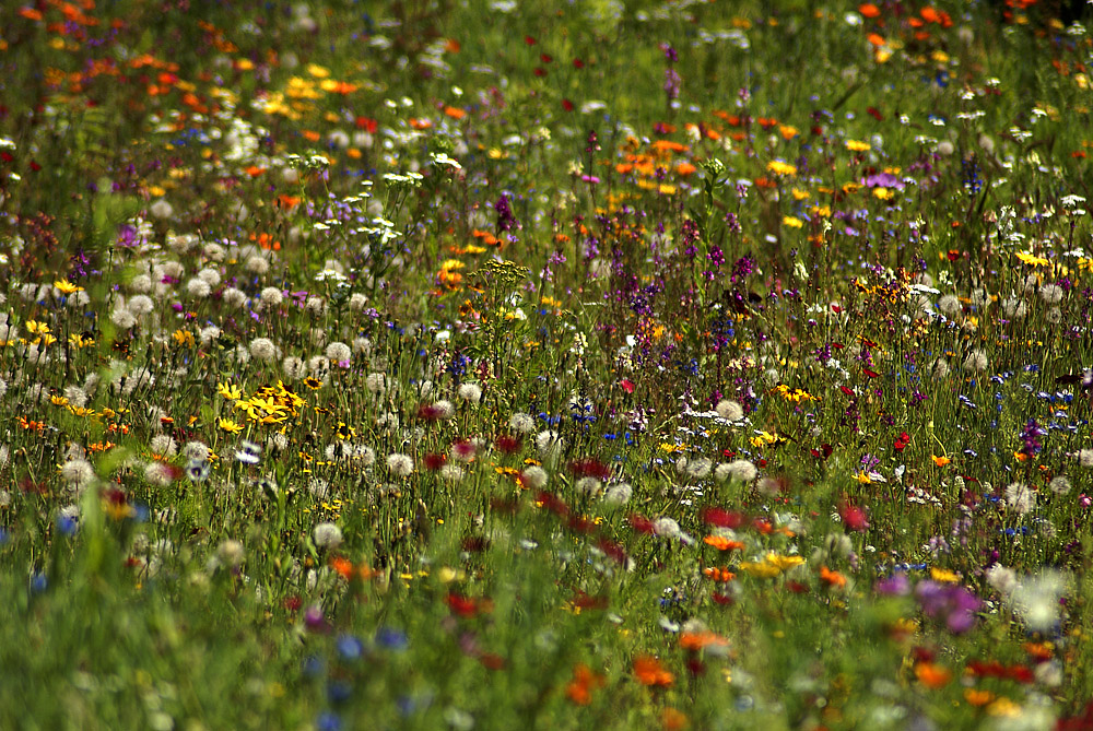 Blumenwiese