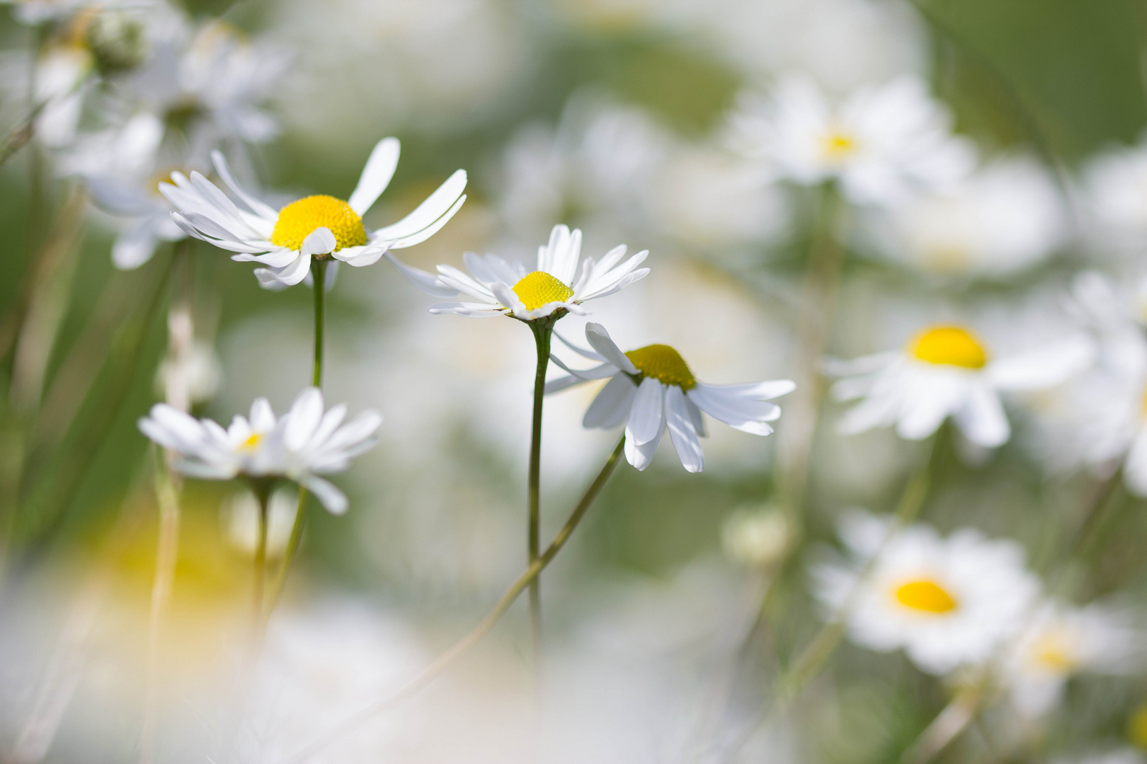 Blumenwiese