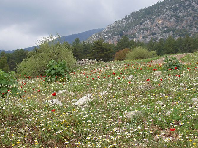 Blumenwiese