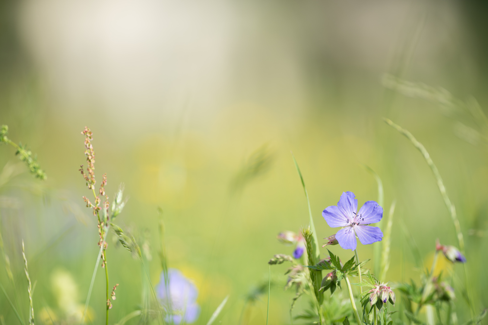Blumenwiese Foto & Bild landschaft, jahreszeiten, sommer Bilder auf
