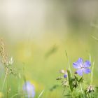 Blumenwiese