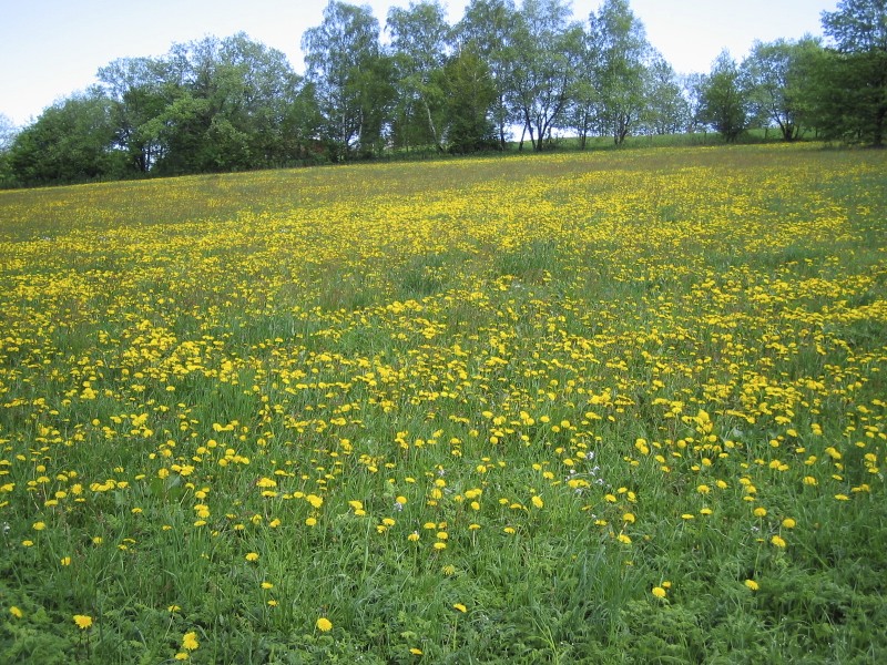 Blumenwiese