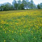 Blumenwiese