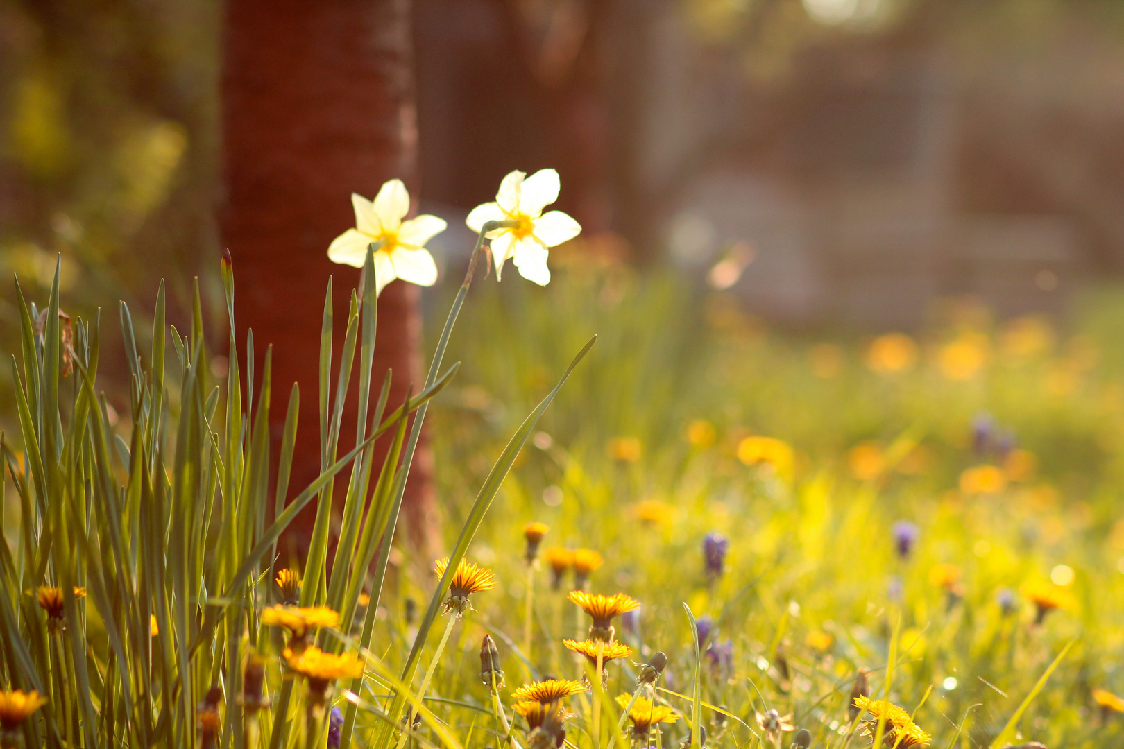 Blumenwiese