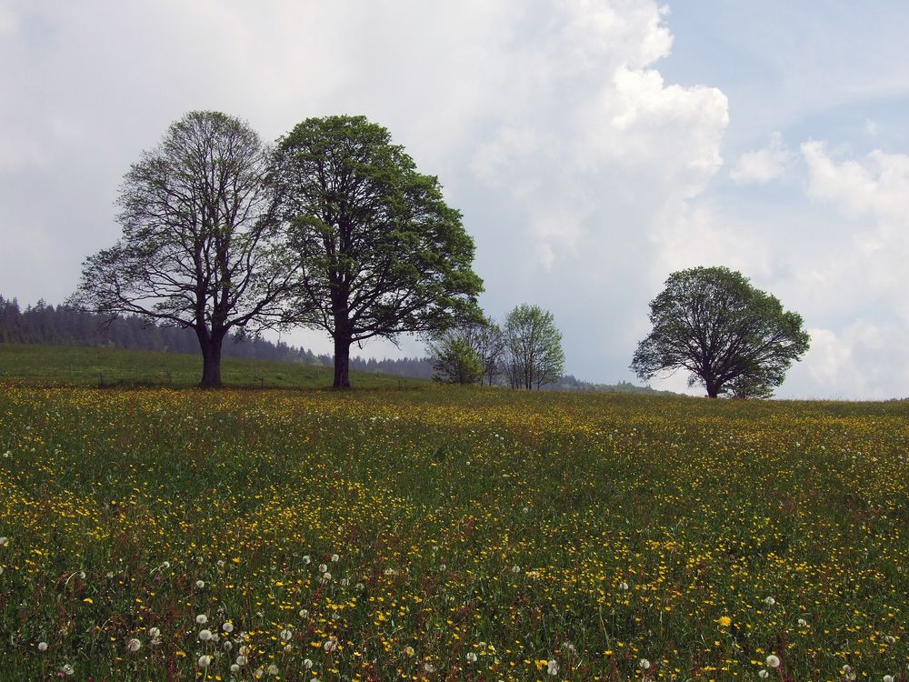 Blumenwiese Foto & Bild | landschaft, berge, sonstiges Bilder auf
