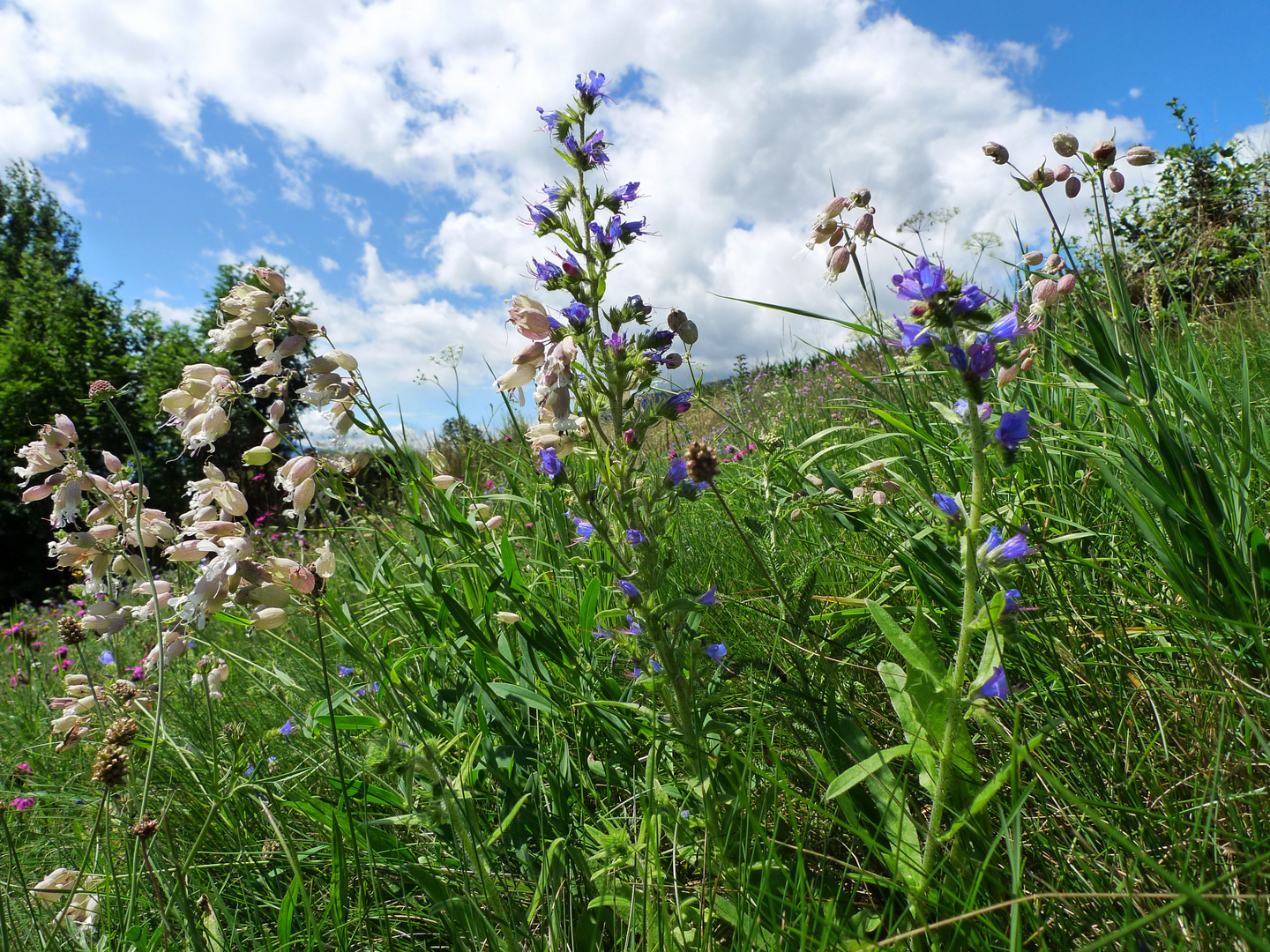 Blumenwiese