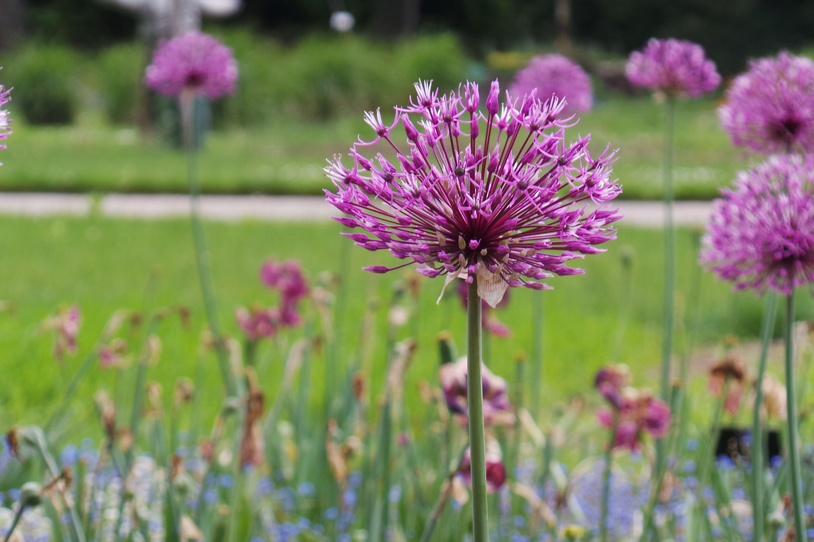 Blumenwiese