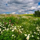 Blumenwiese