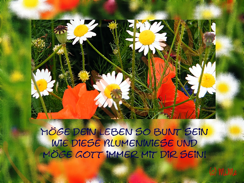 Blumenwiese