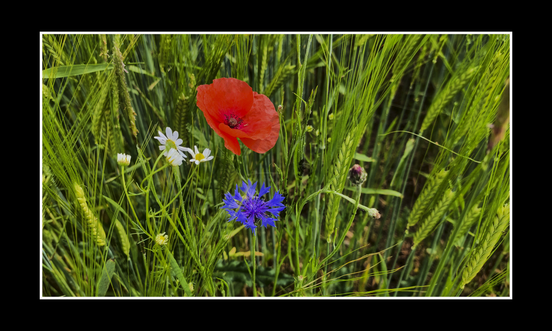 Blumenwiese