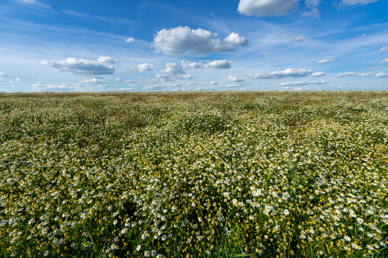 Blumen:Wiese