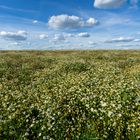 Blumen:Wiese