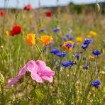 Blumenwiese