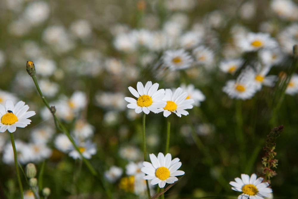 Blumenwiese