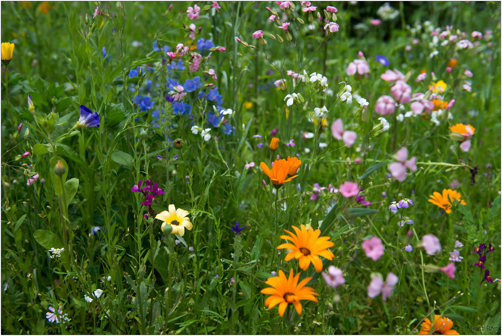 Blumenwiese