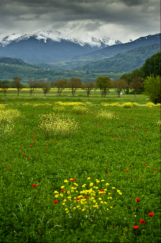 Blumenwiese