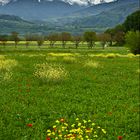 Blumenwiese