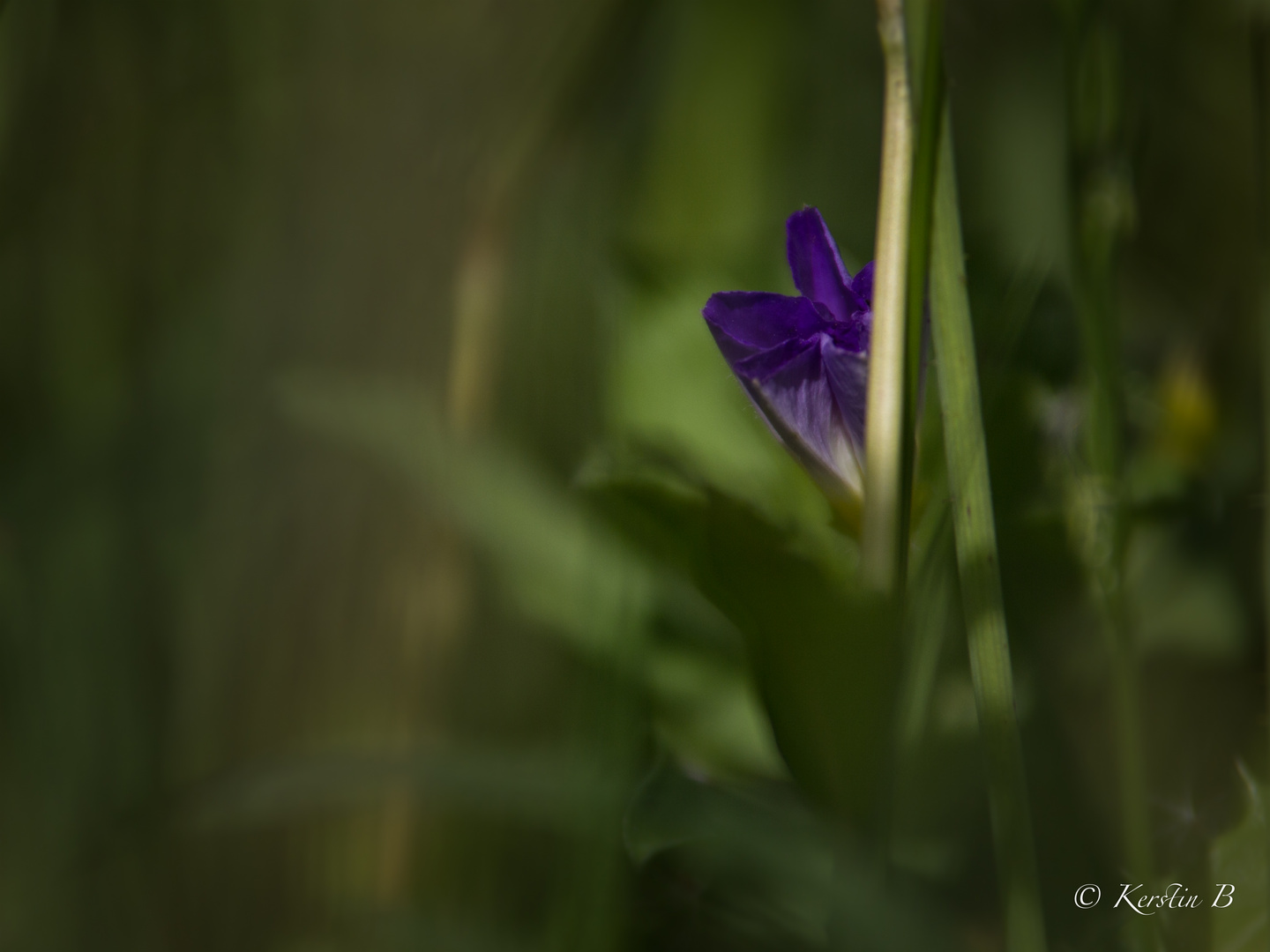  Blumenwiese