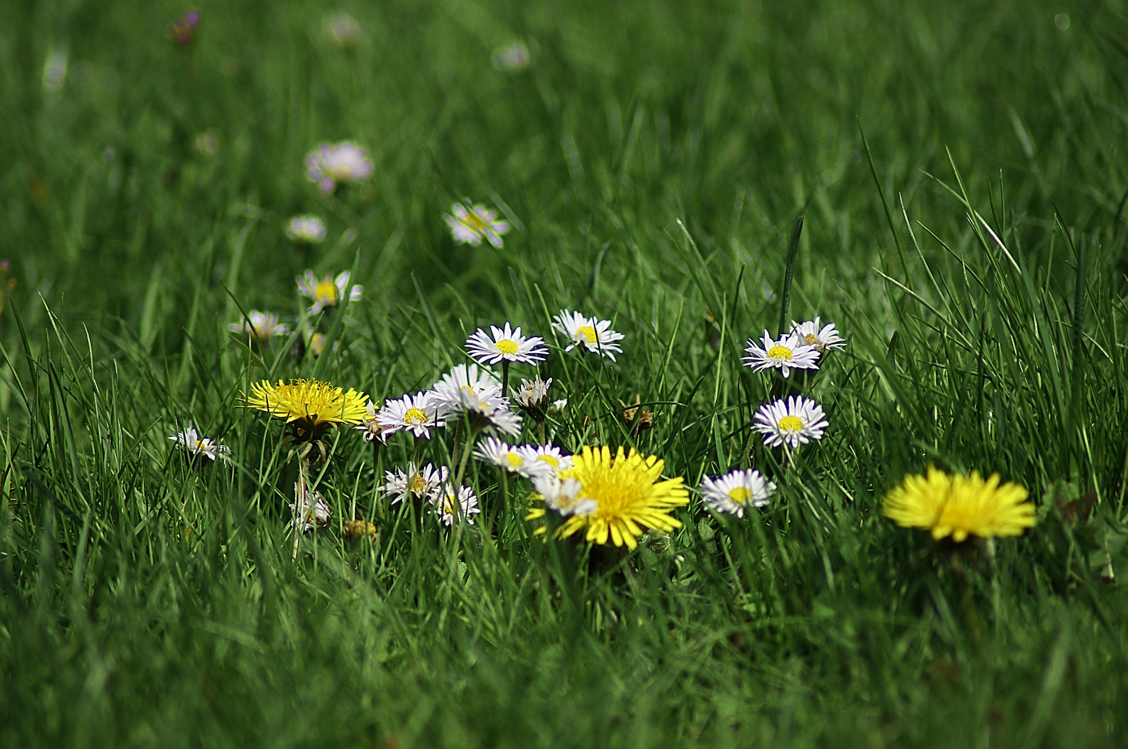 Blumenwiese