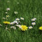 Blumenwiese