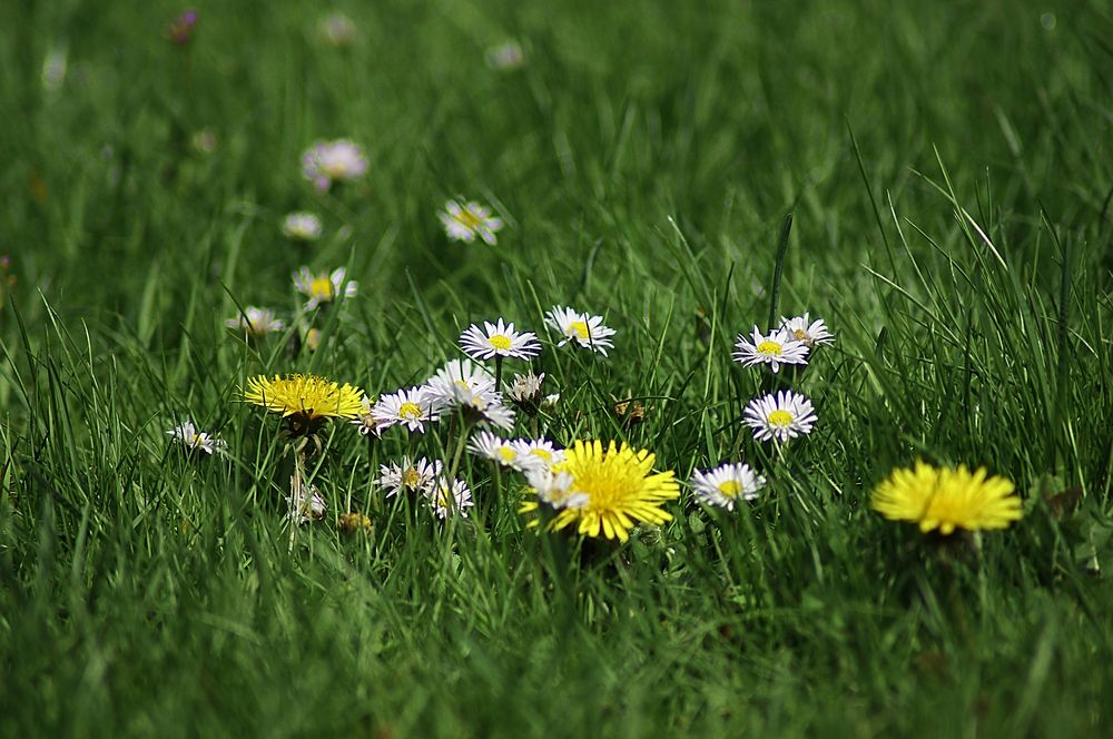 Blumenwiese