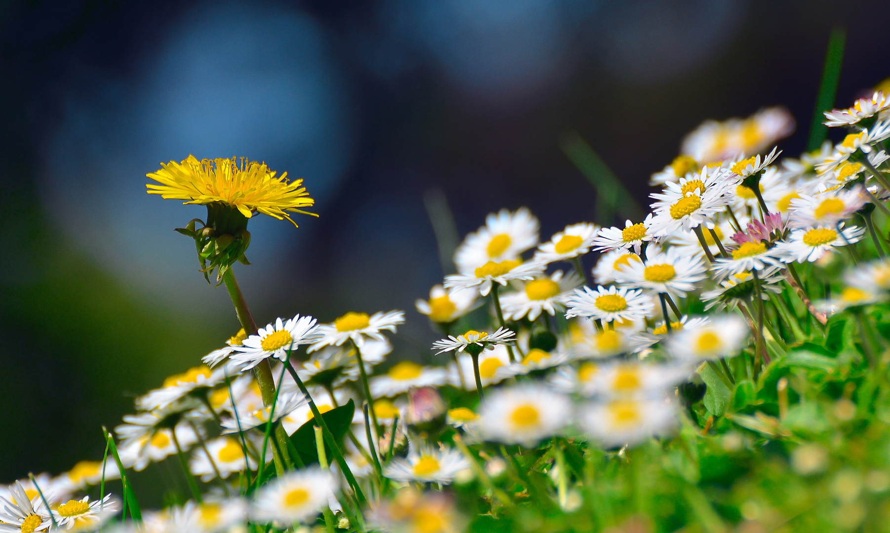 Blumenwiese Foto & Bild natur, landschaft, wiesen Bilder auf