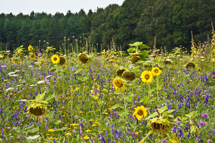 Blumenwiese (2)