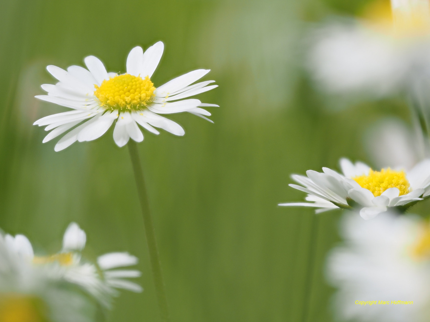 Blumenwiese-2