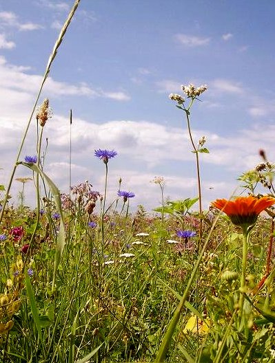 Blumenwiese.. 2