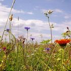 Blumenwiese.. 2