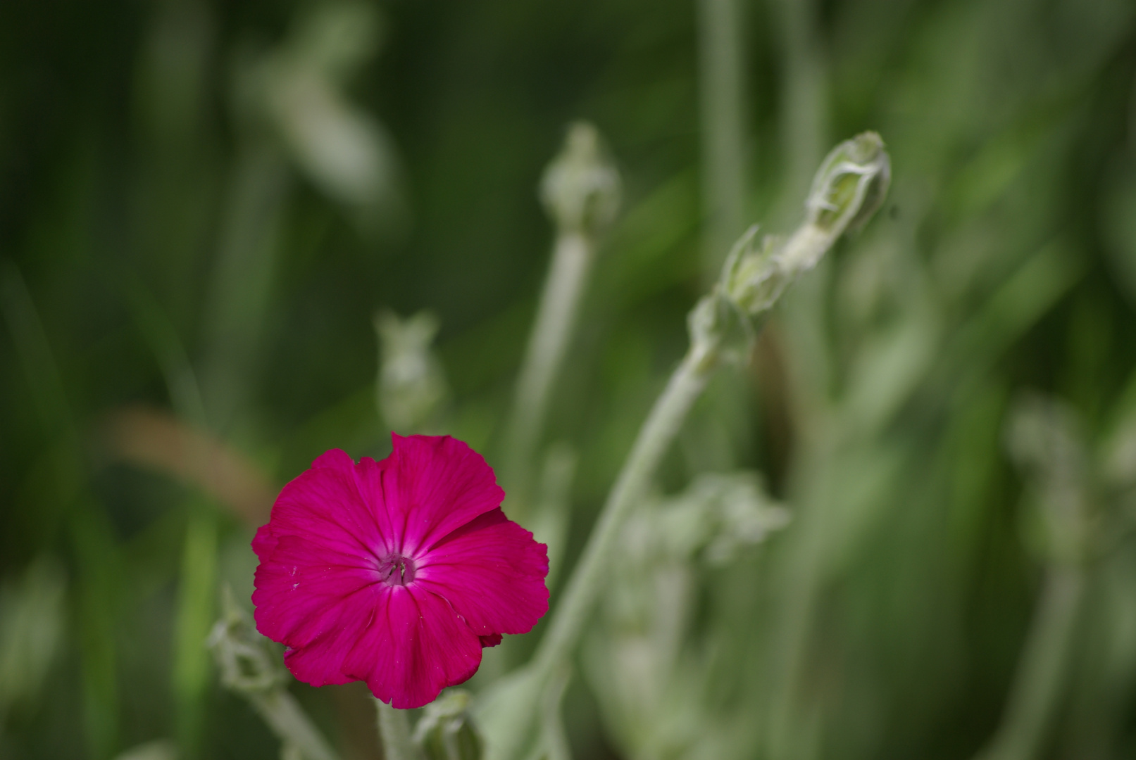 Blumenwiese 2