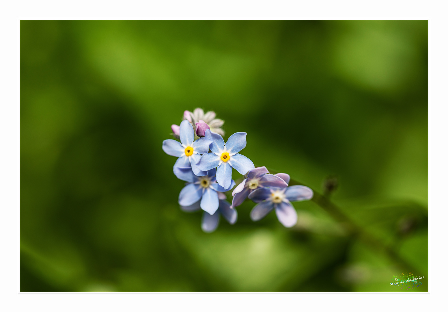 Blumenwiese #2