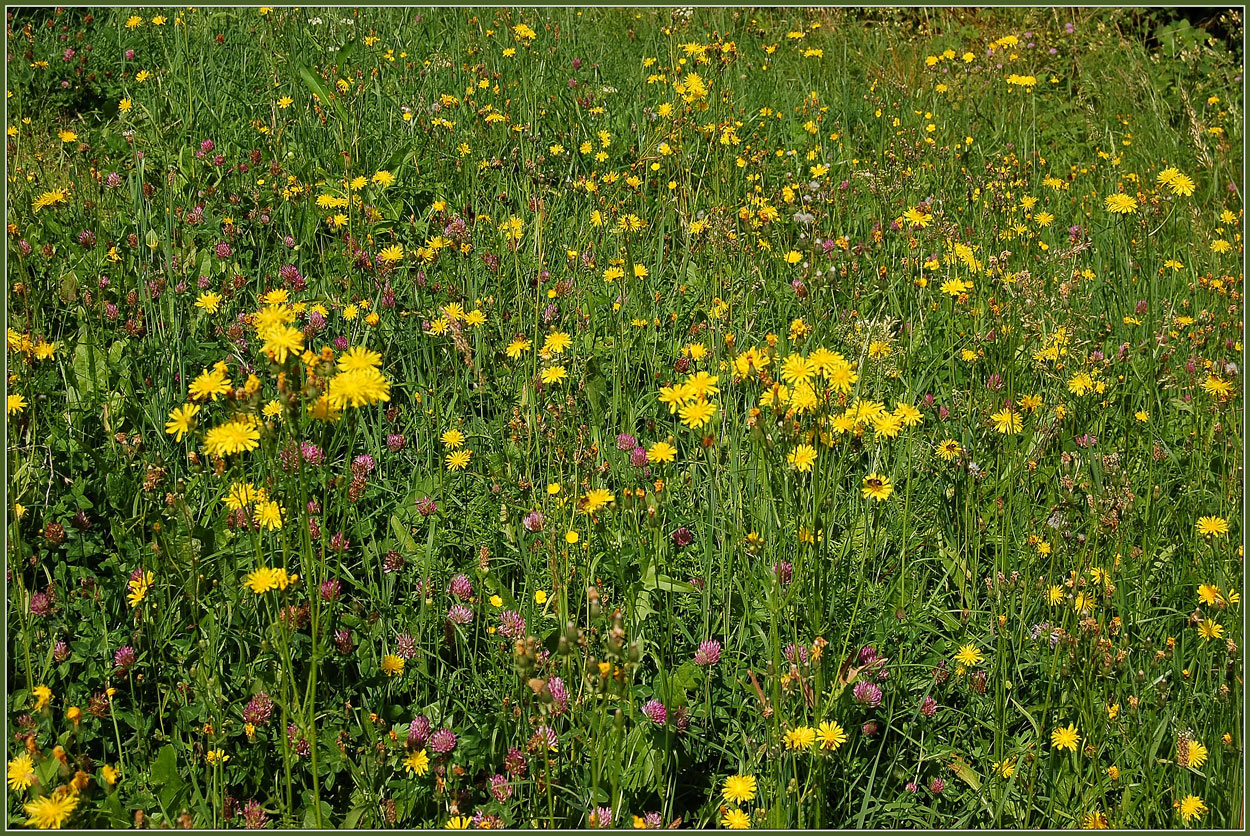 Blumenwiese 2011