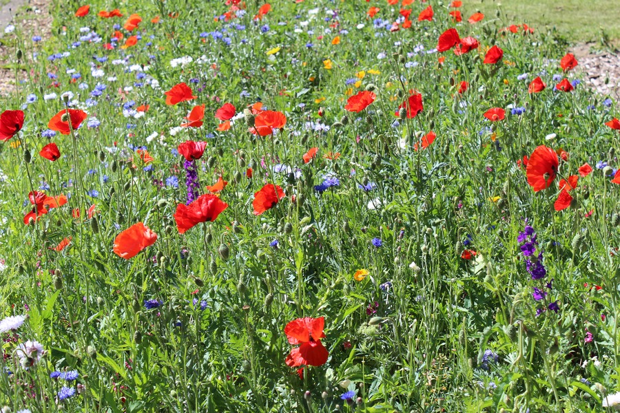 "Blumenwiese 2011"