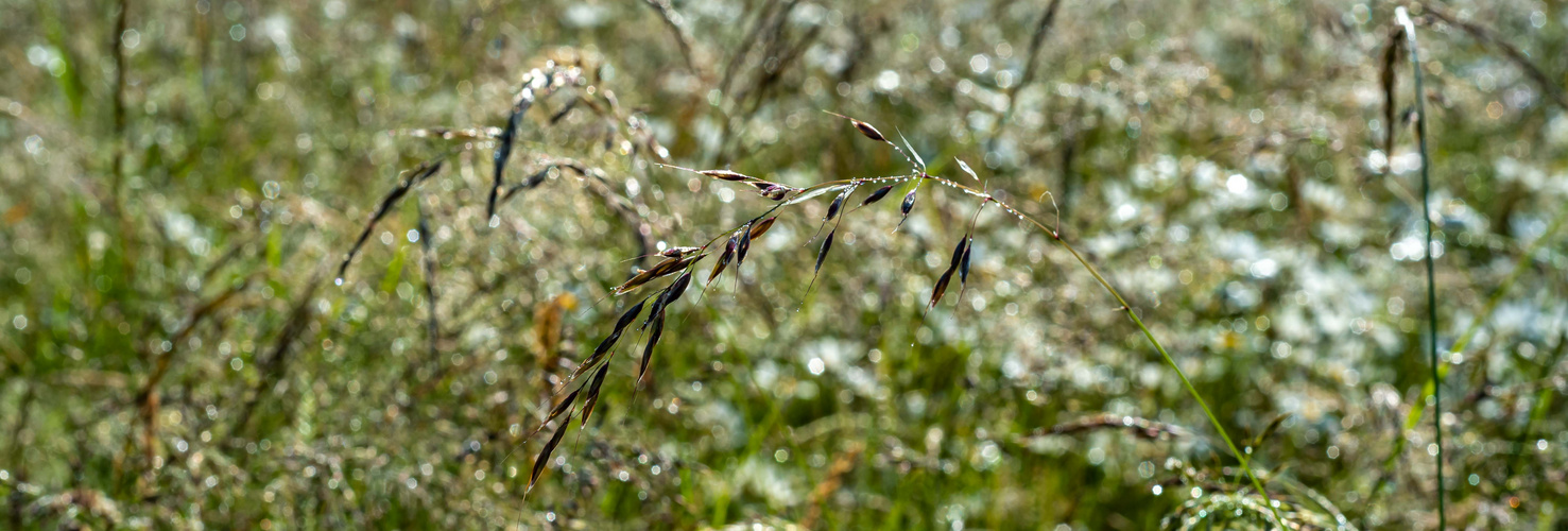 Blumenwiese  20200612-DSC_3448