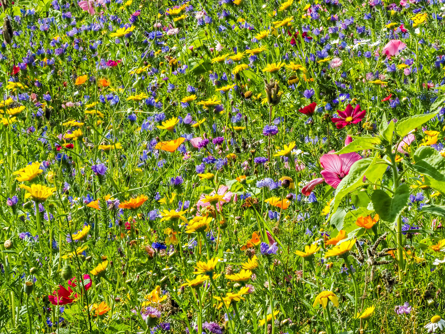 Blumenwiese