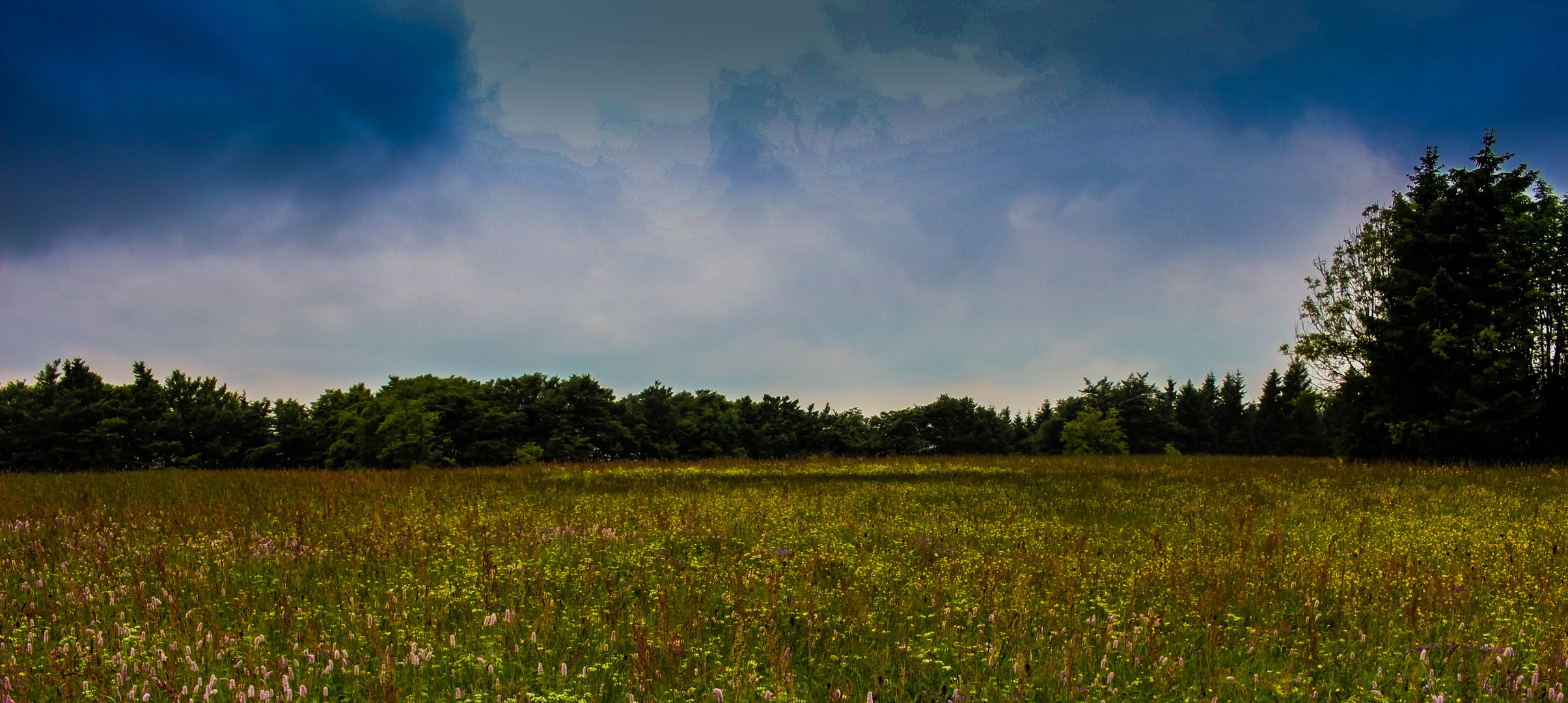 Blumenwiese