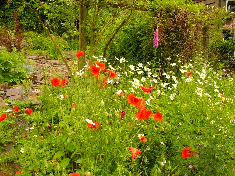 Blumenwiese