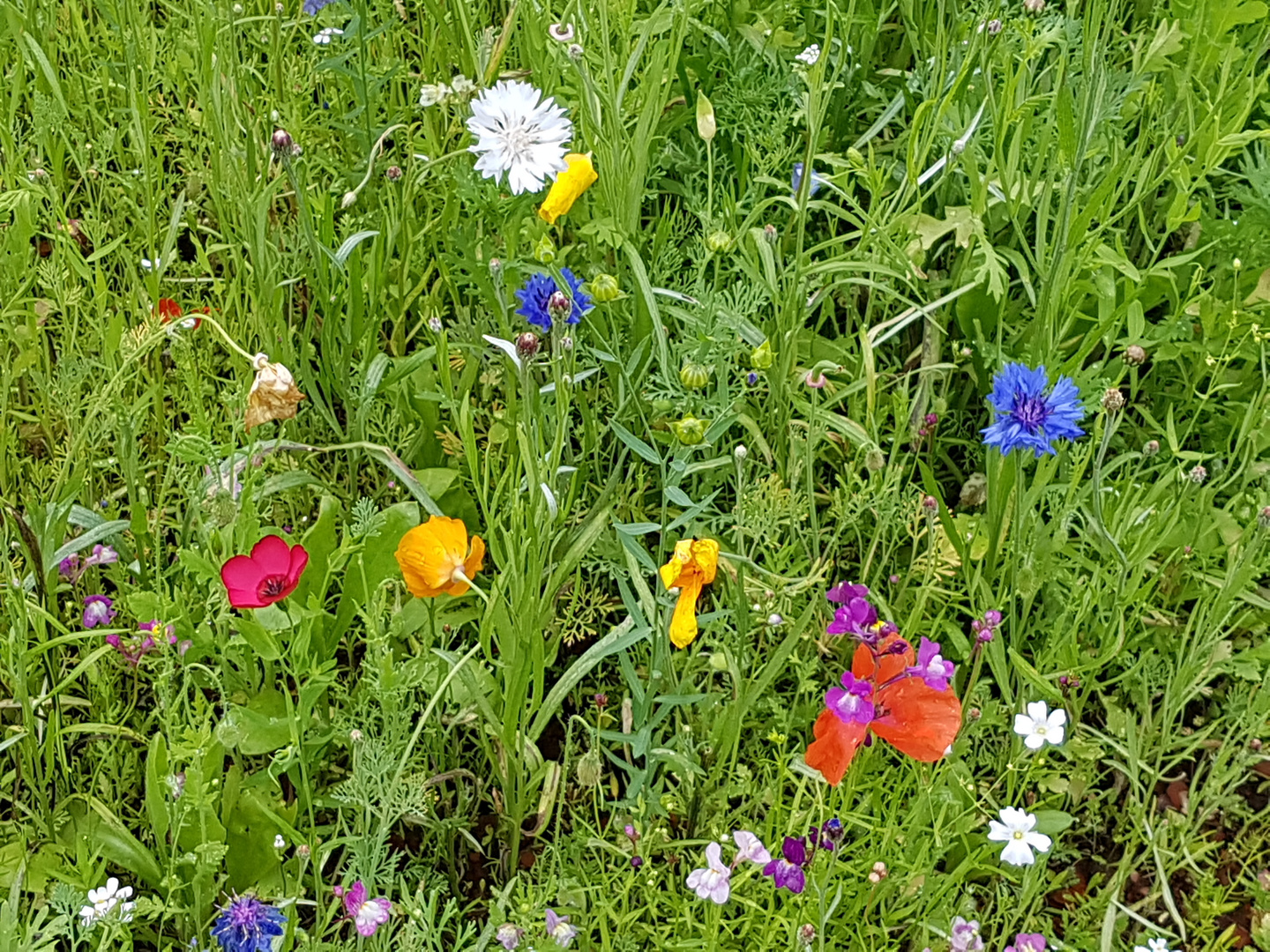 Blumenwiese