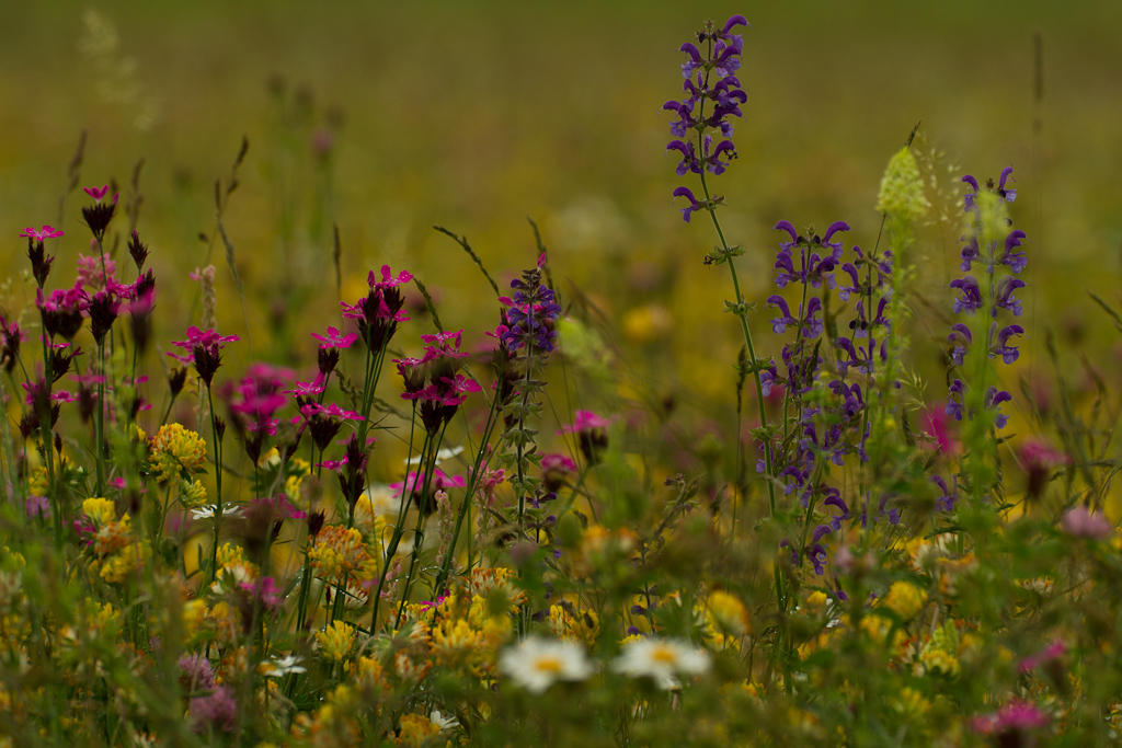 Blumenwiese