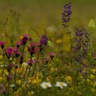 Blumenwiese