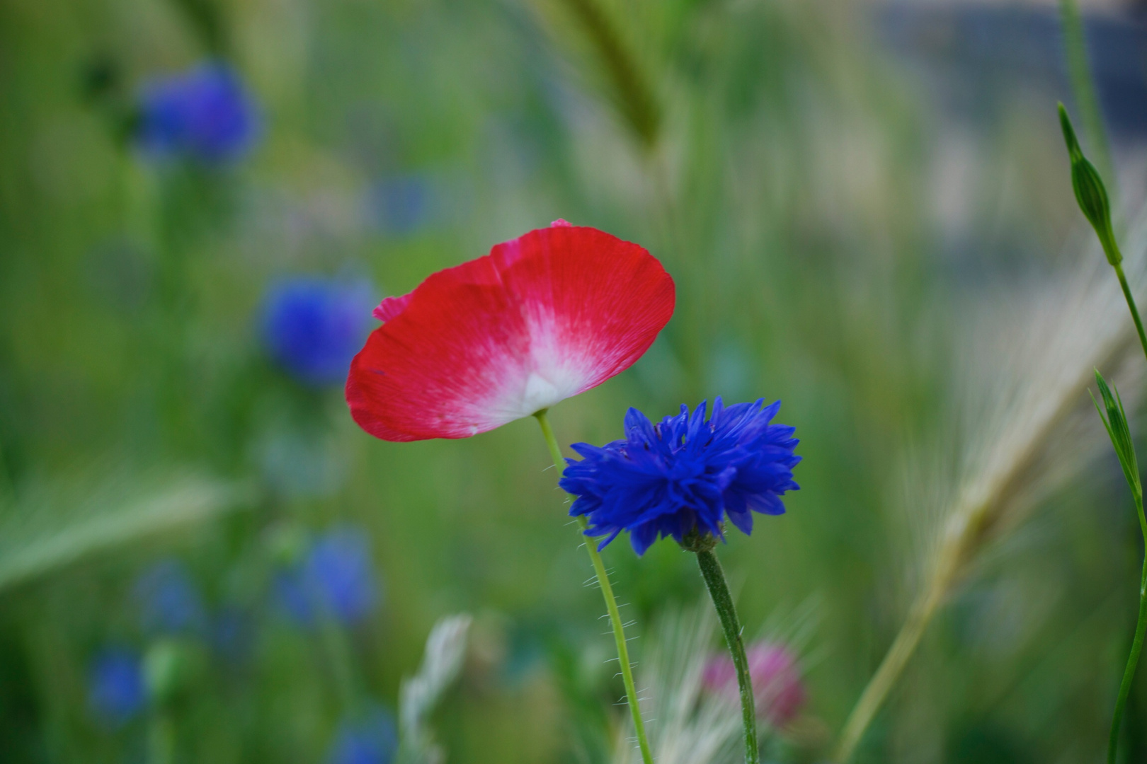 Blumenwiese