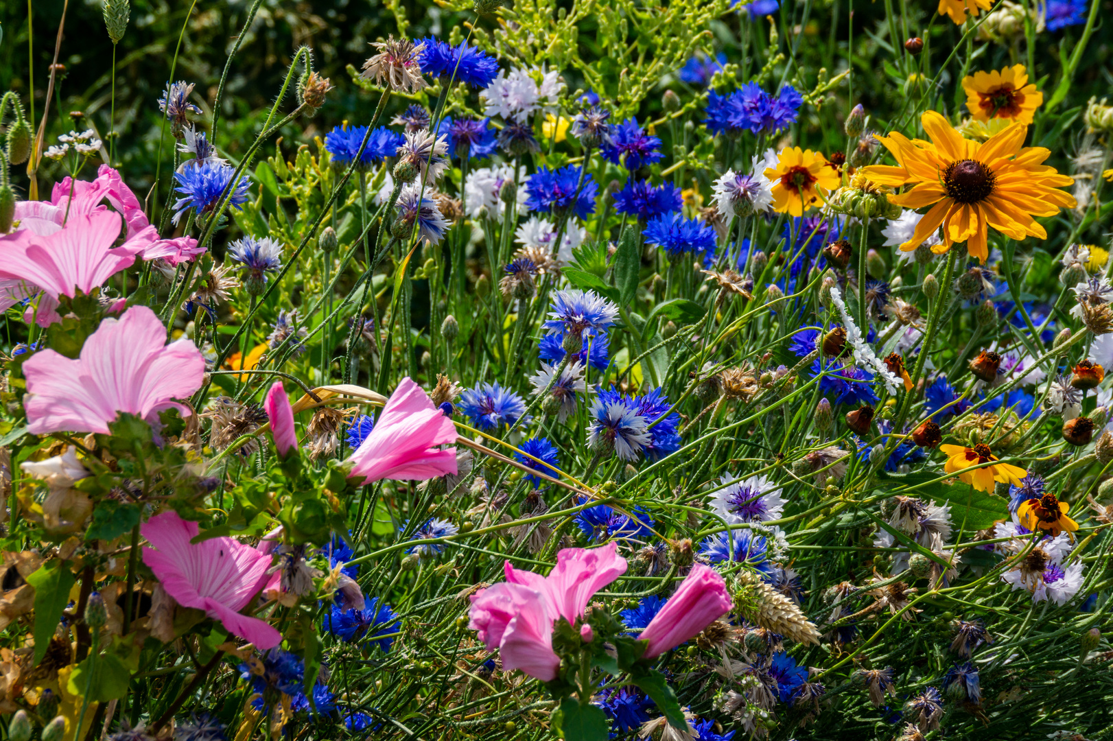 Blumenwiese