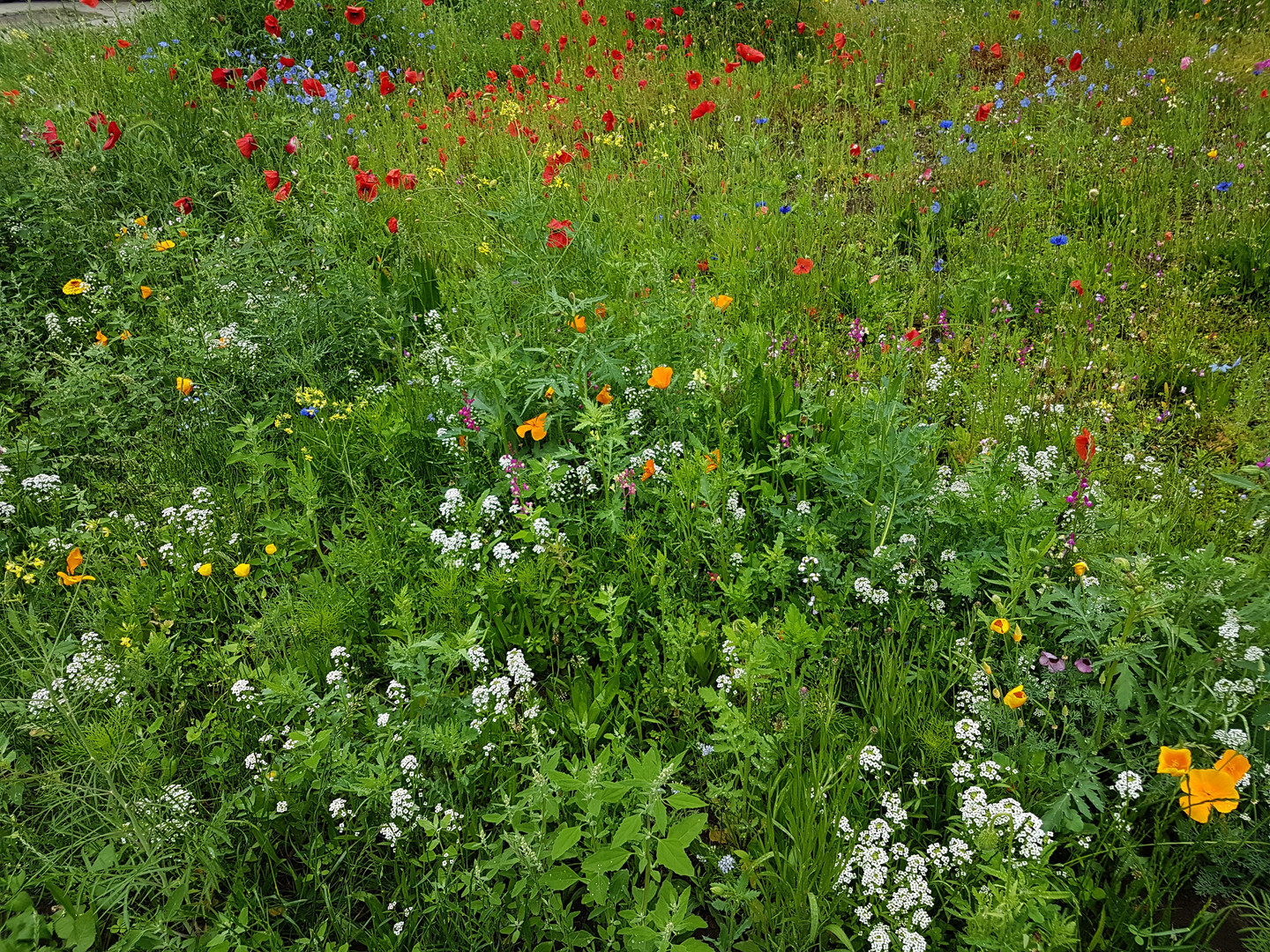 Blumenwiese