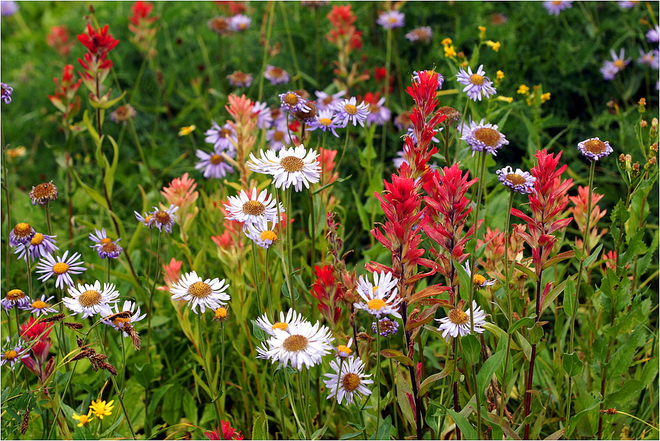 Blumenwiese ...