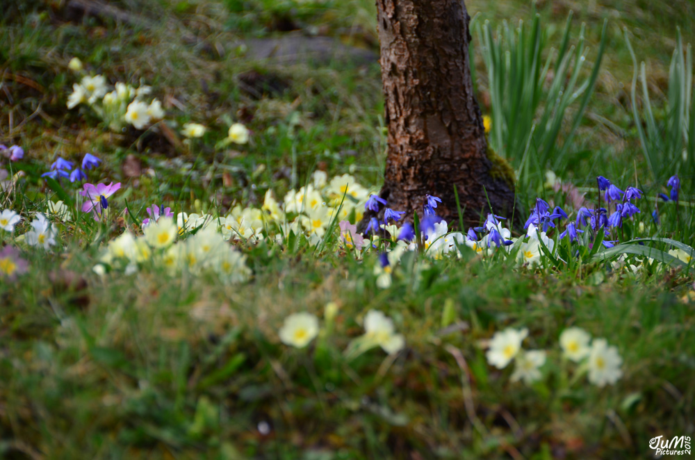 Blumenwiese