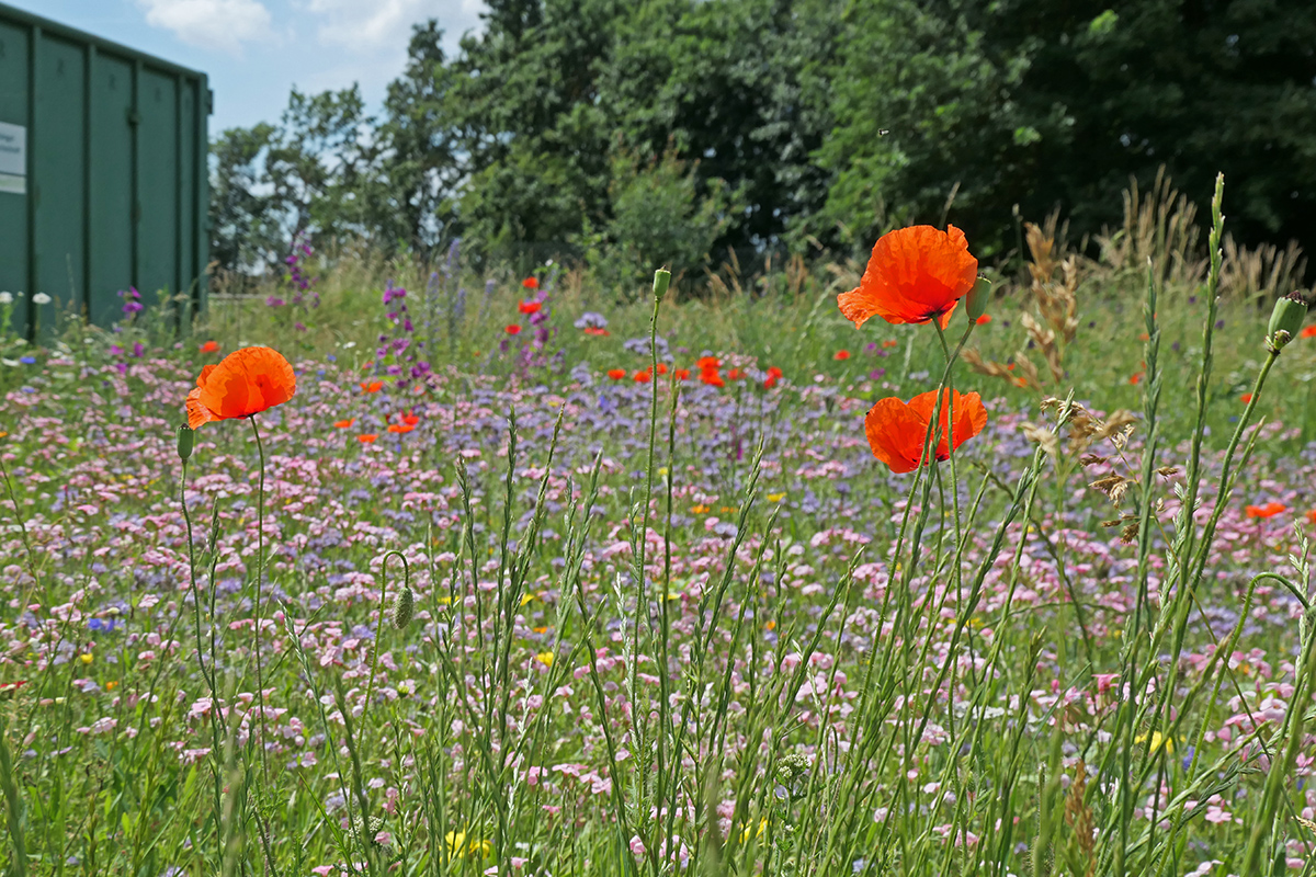 Blumenwiese