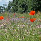 Blumenwiese