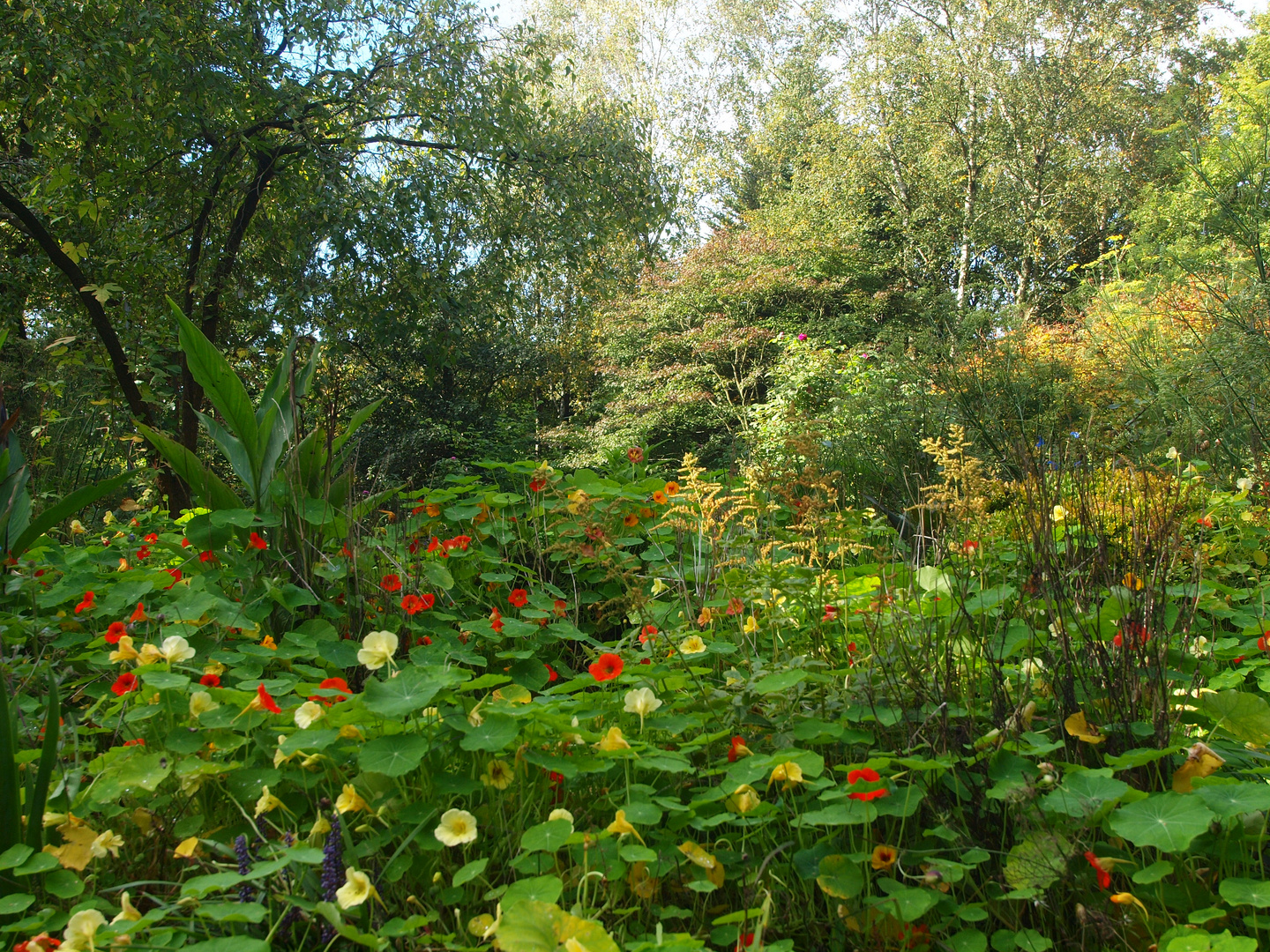 Blumenwiese