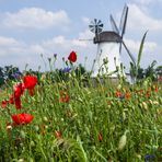 Blumenwiese 